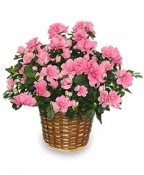 BLOOMING AZALEA PLANT  Rhododendron  hybrid