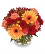 Hot and Spicy - Gerber Daisy, Roses and Carnations adorn this lovely modern arrangement