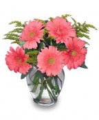 DAISY'S DELIGHT   Pink Gerberas