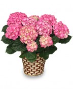 BLOOMING HYDRANGEA Plant Basket
