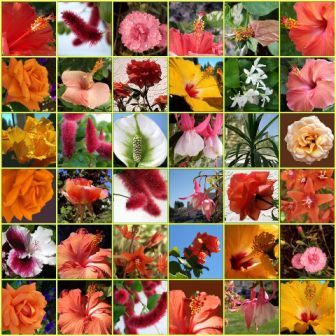 flower-collage.jpg